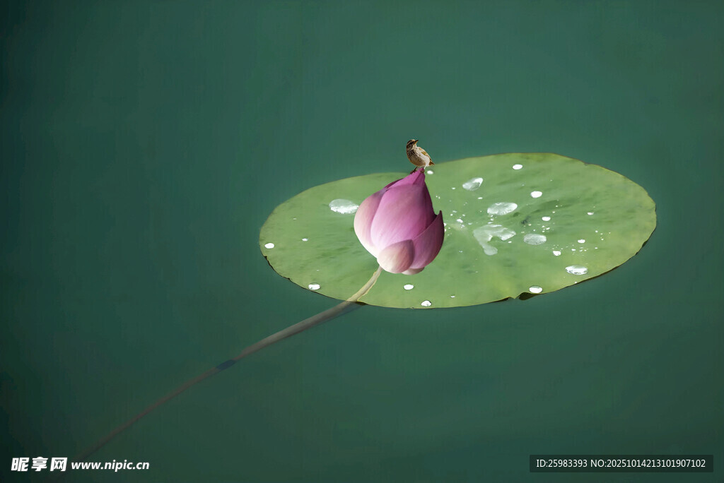 荷花