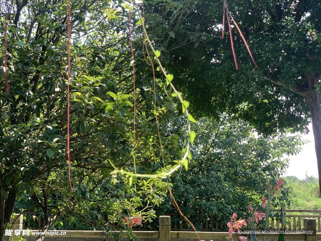树林