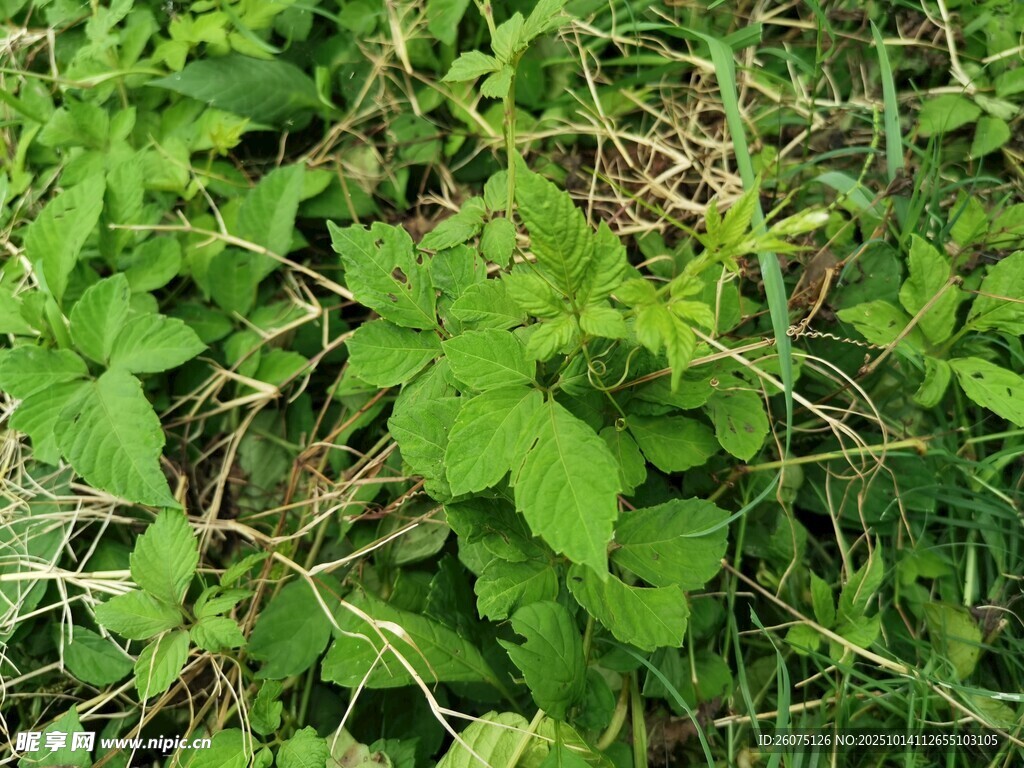 嫩绿繁茂的地面植物