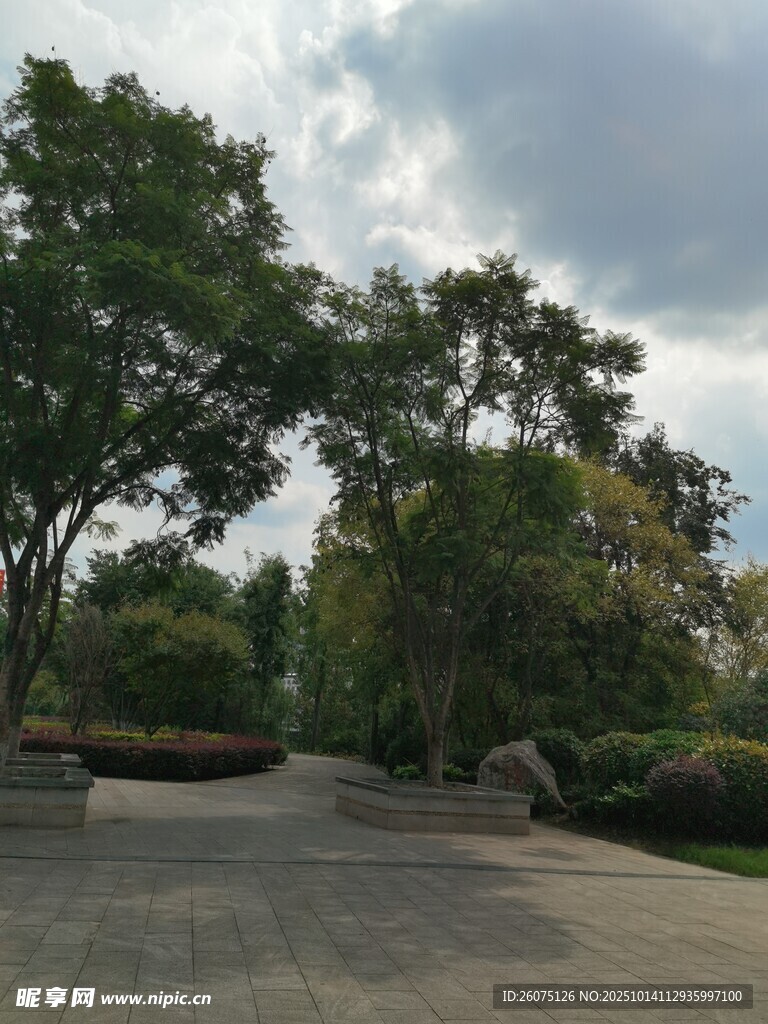 公园林荫下的开阔道路