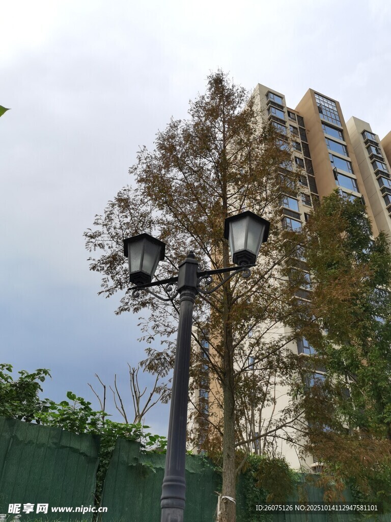 街边路灯与树木及高楼