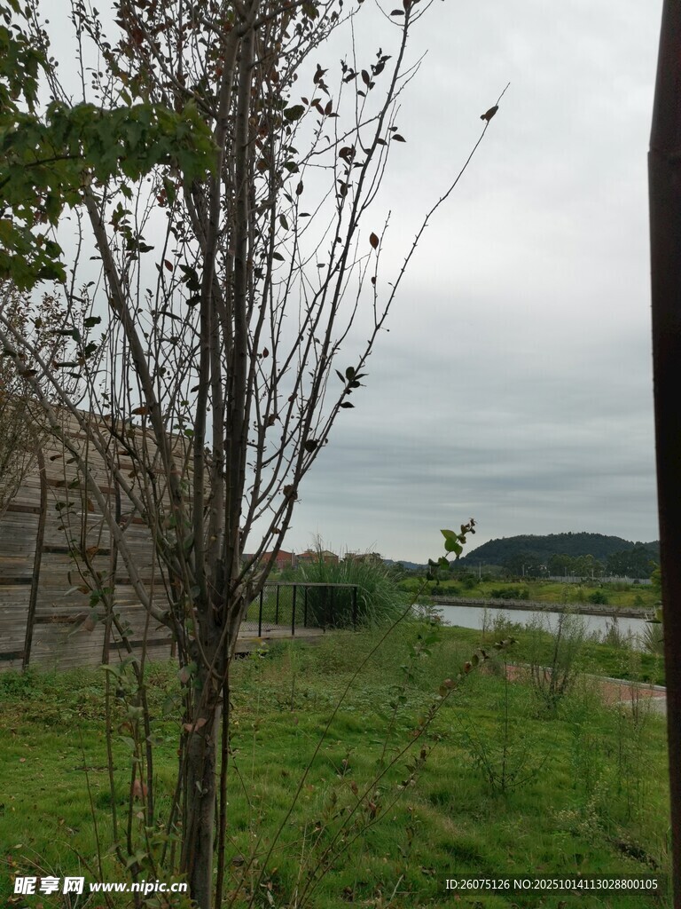 乡村田野中的树木与建筑