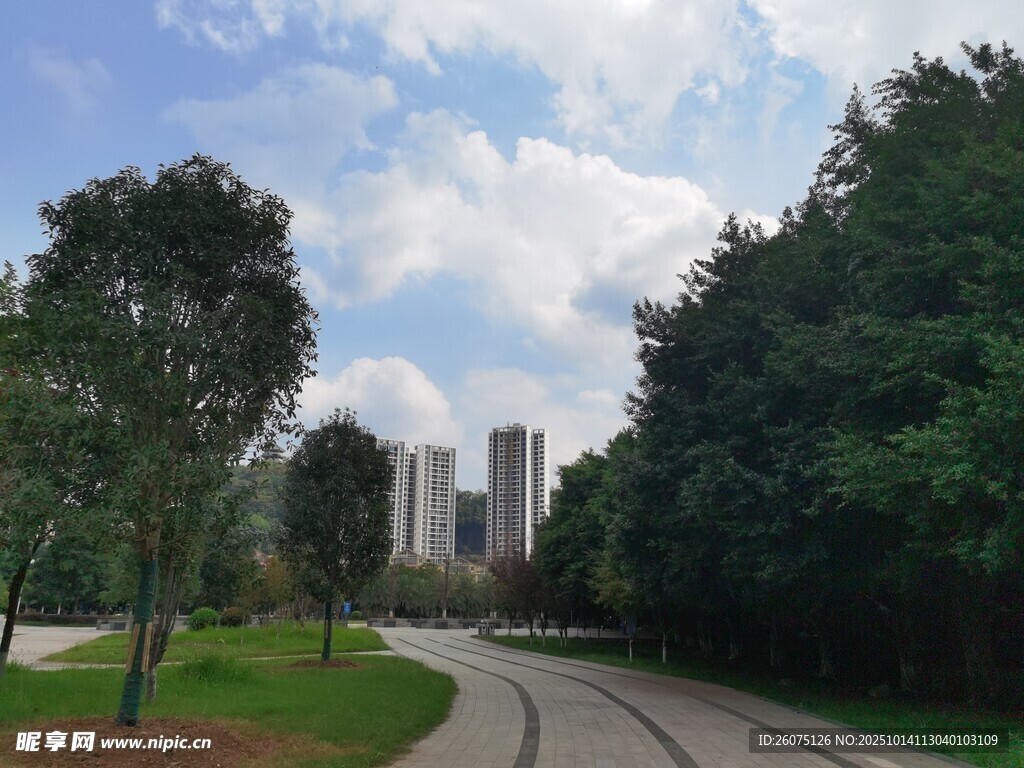 城市公园中的林荫小道
