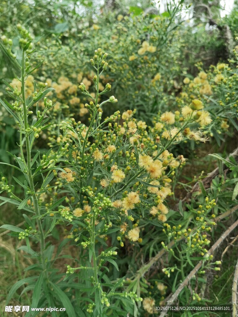 金黄小花绽放于绿植间