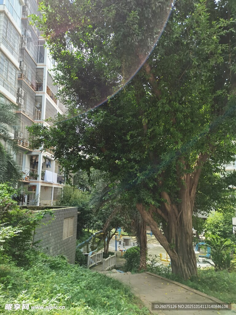 小区内绿意盎然的林荫小道