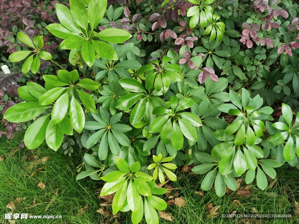 绿叶繁茂的多彩植物景观