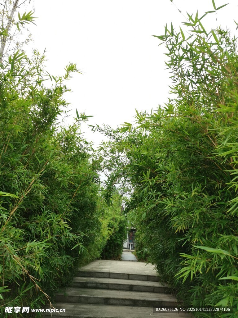 竹林小径静谧清幽之景