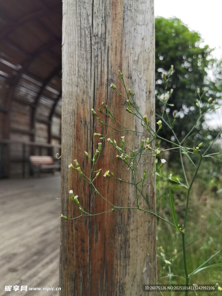 木柱旁的绿色小植物
