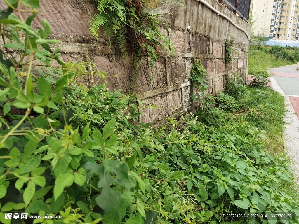 墙边繁茂绿植景观