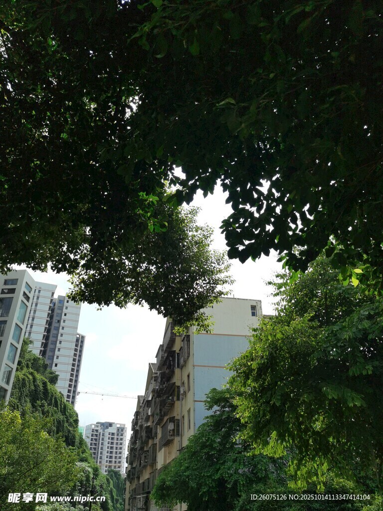城市中繁茂绿树与高楼