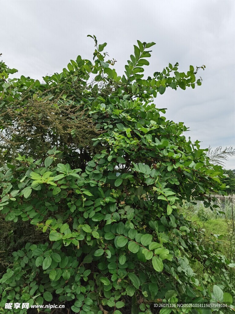 茂盛绿植绿意盎然
