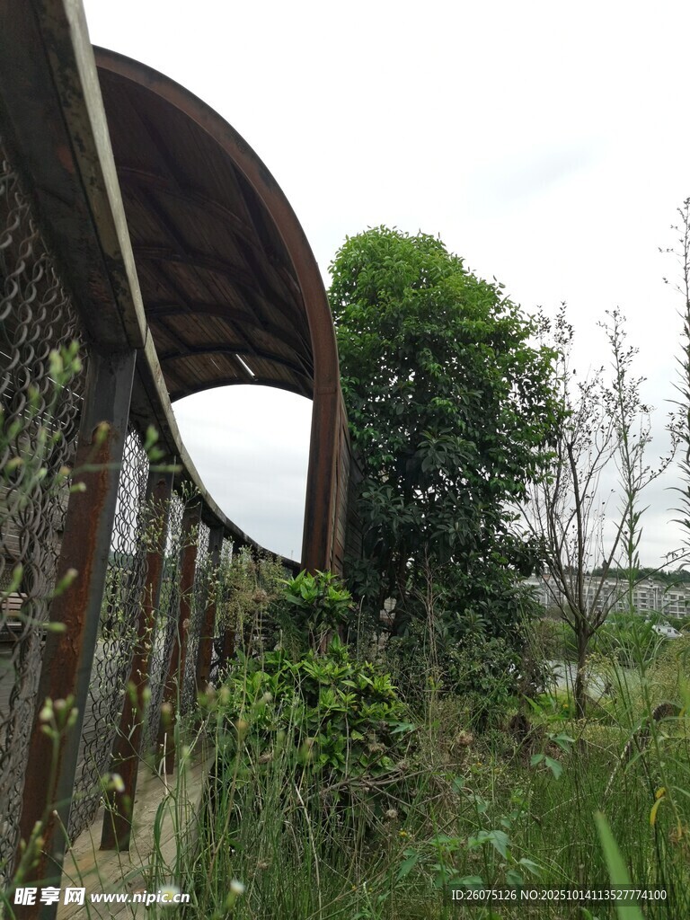 废弃拱形建筑旁的绿植