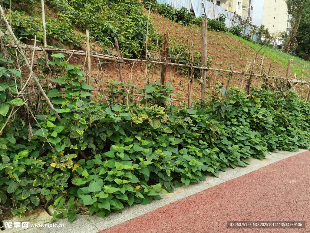路边繁茂的绿植藤蔓景观