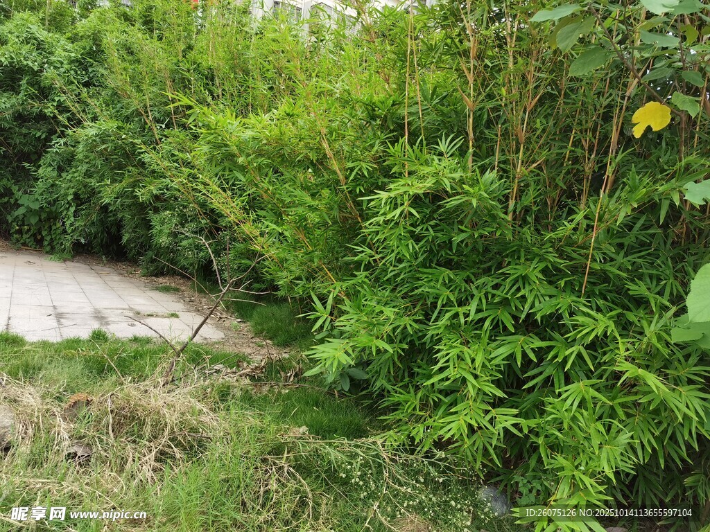 绿意盎然的自然植物景观