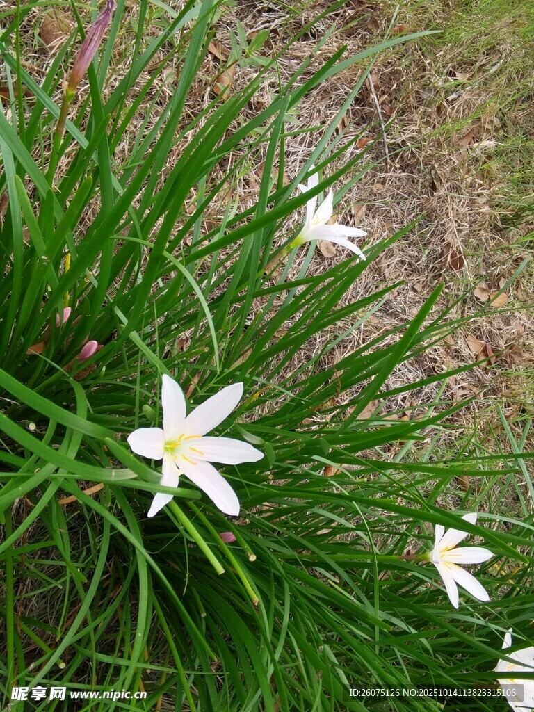 草丛中的白色小花