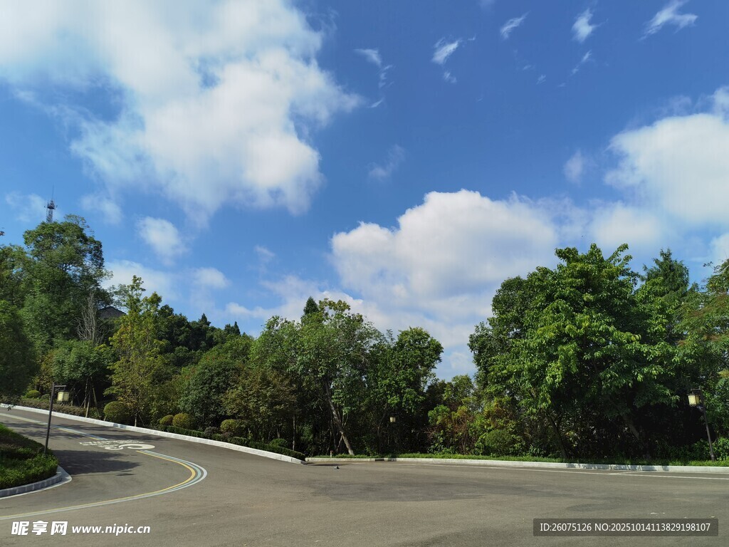蜿蜒公路旁的葱郁树林
