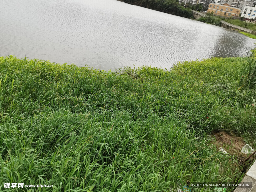 湖畔翠绿草地风景