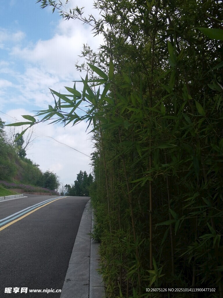 公路旁葱郁绿植风景