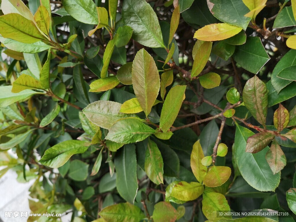 翠绿繁茂的植物叶片