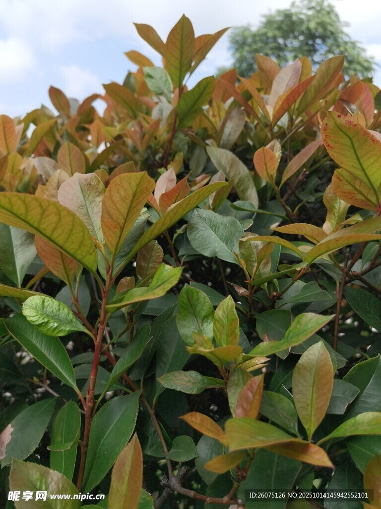 多彩叶片的繁茂植物