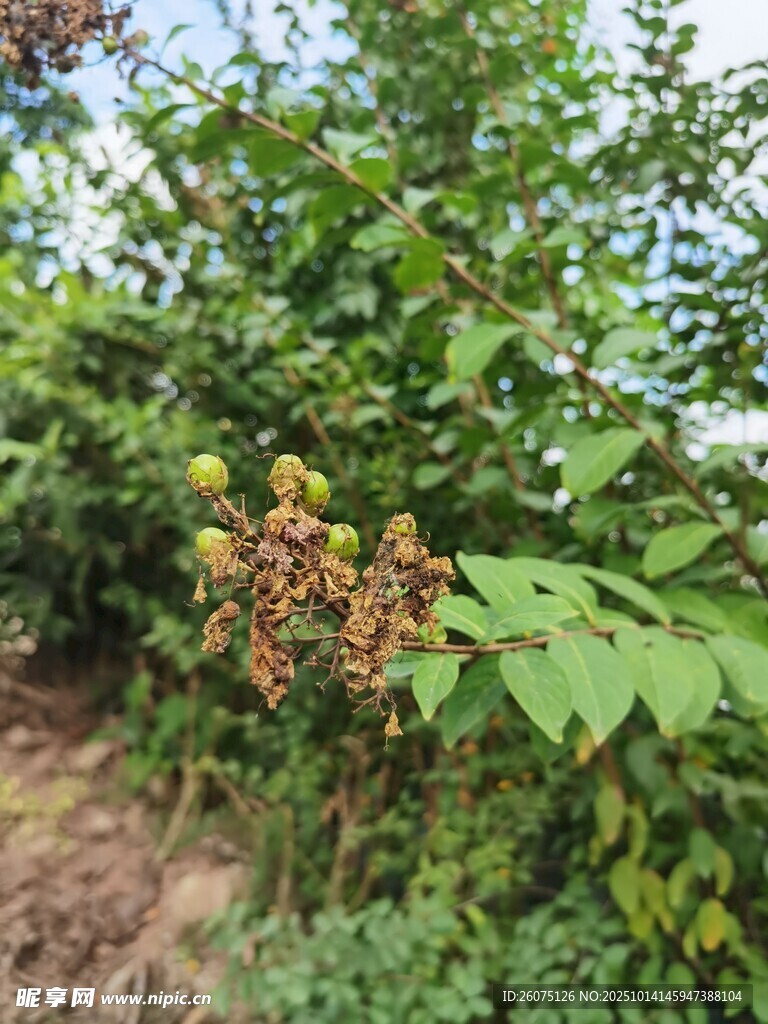 野外繁茂植物与成熟果实