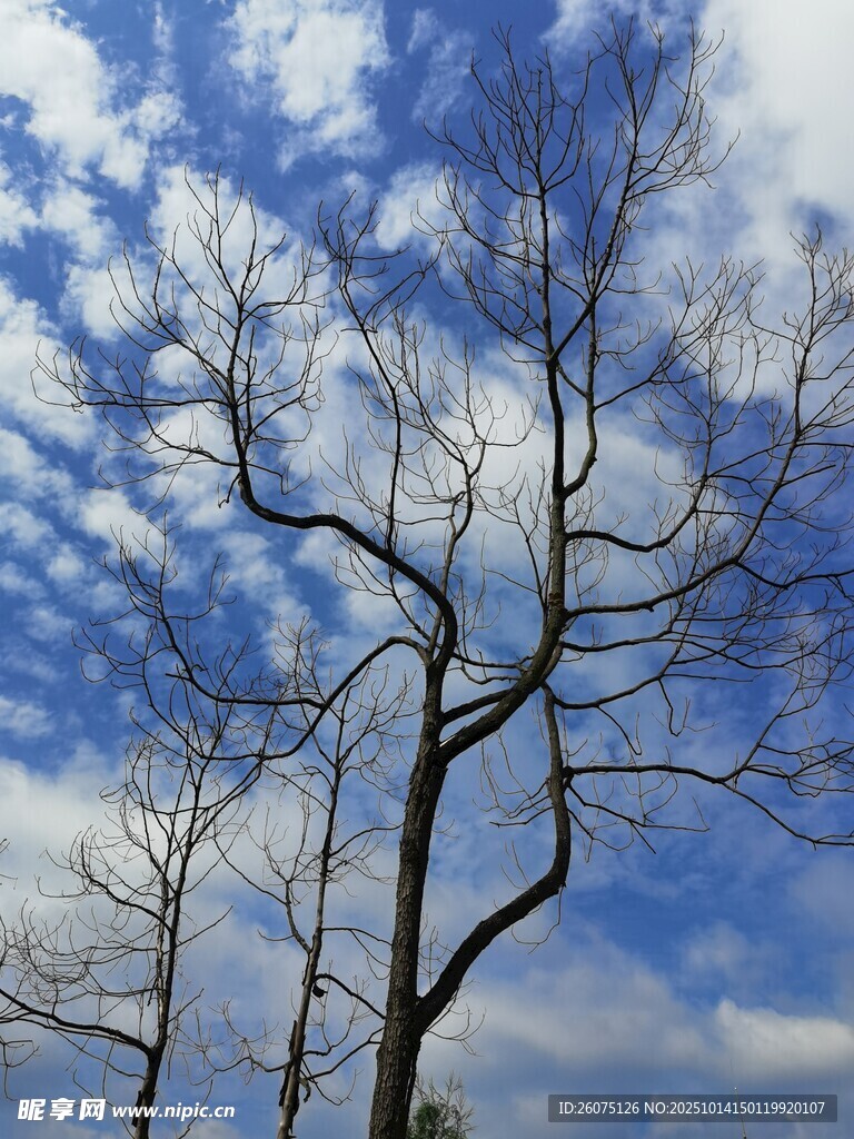 蓝天枯树的独特景致