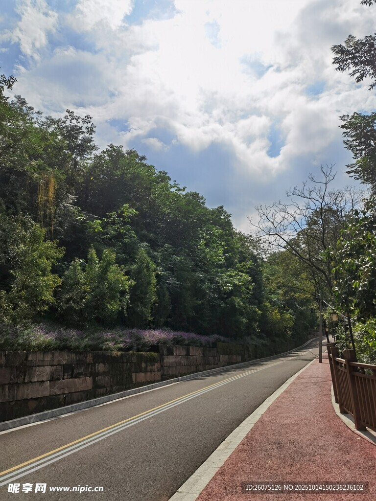 林荫下的城市道路景观