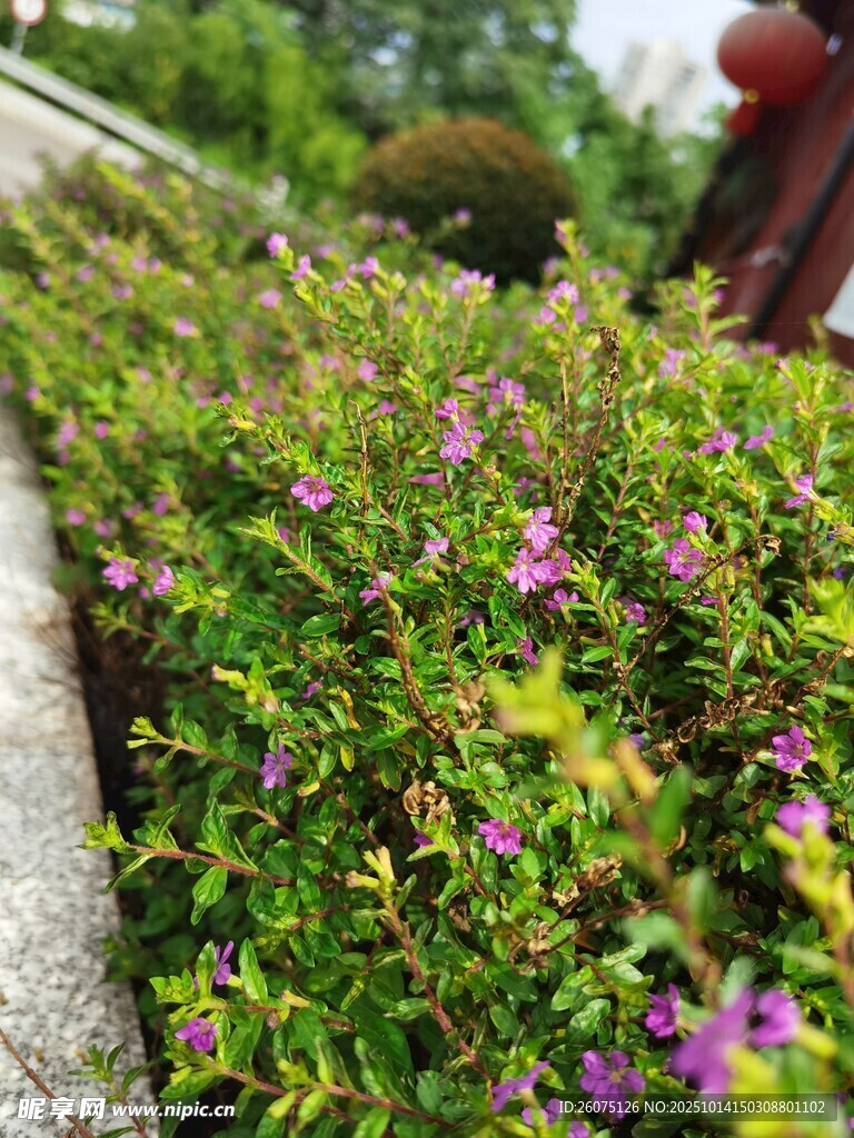 紫色小花装点的翠绿灌木丛