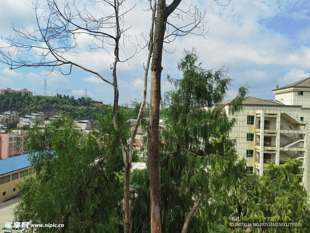 城市中繁茂绿植与枯树景观