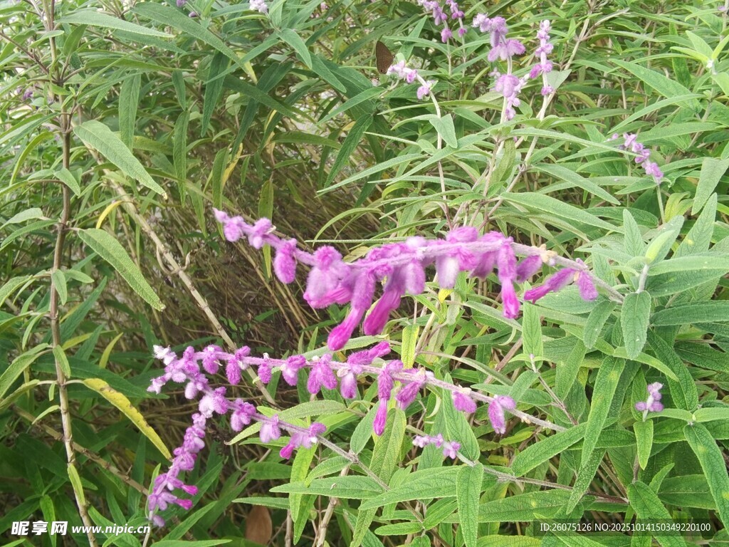 紫色花卉绽放于绿植间