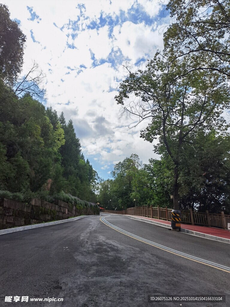 林间开阔道路风景