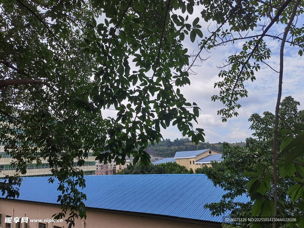 蓝顶建筑隐于葱郁树林间