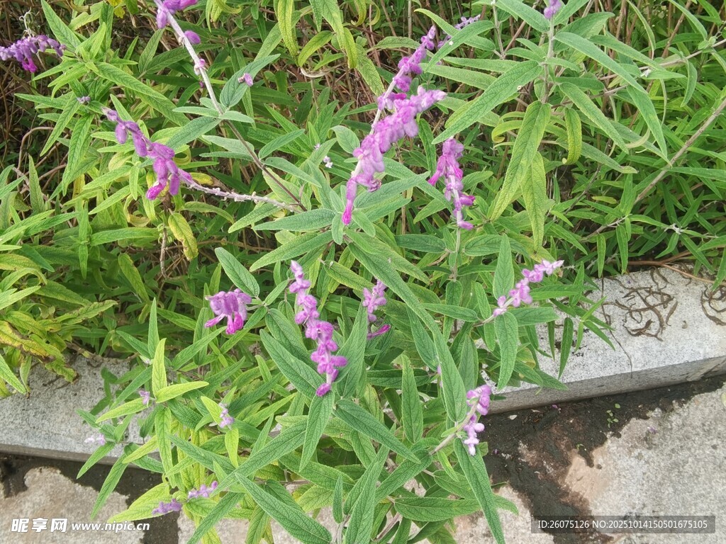 紫色小花绽放于绿叶间
