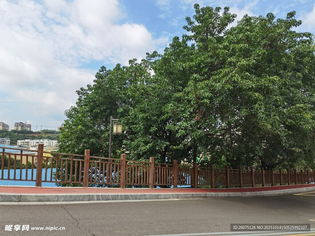 绿树环绕的开阔道路场景