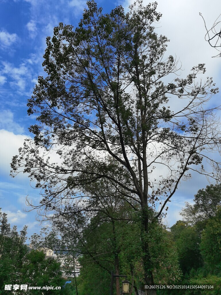 蓝天绿树间的挺拔孤树