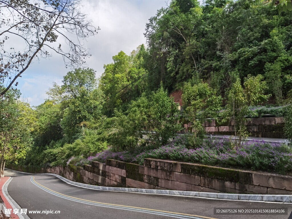 蜿蜒公路旁的葱郁山林