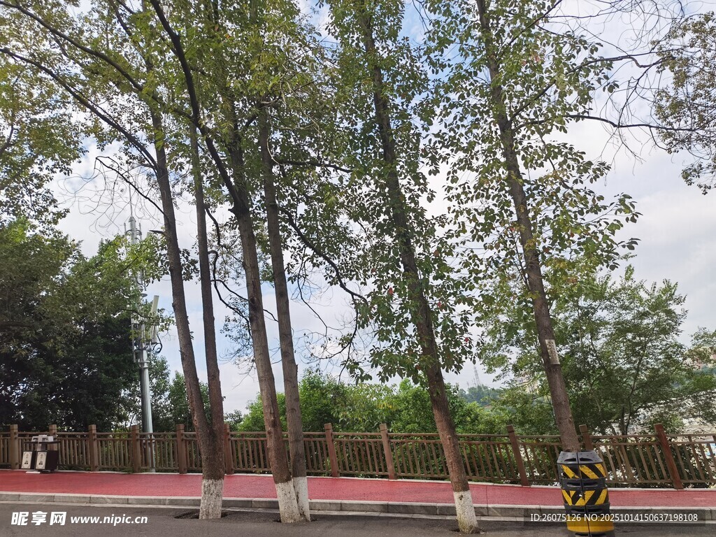 道路旁挺拔树木景观