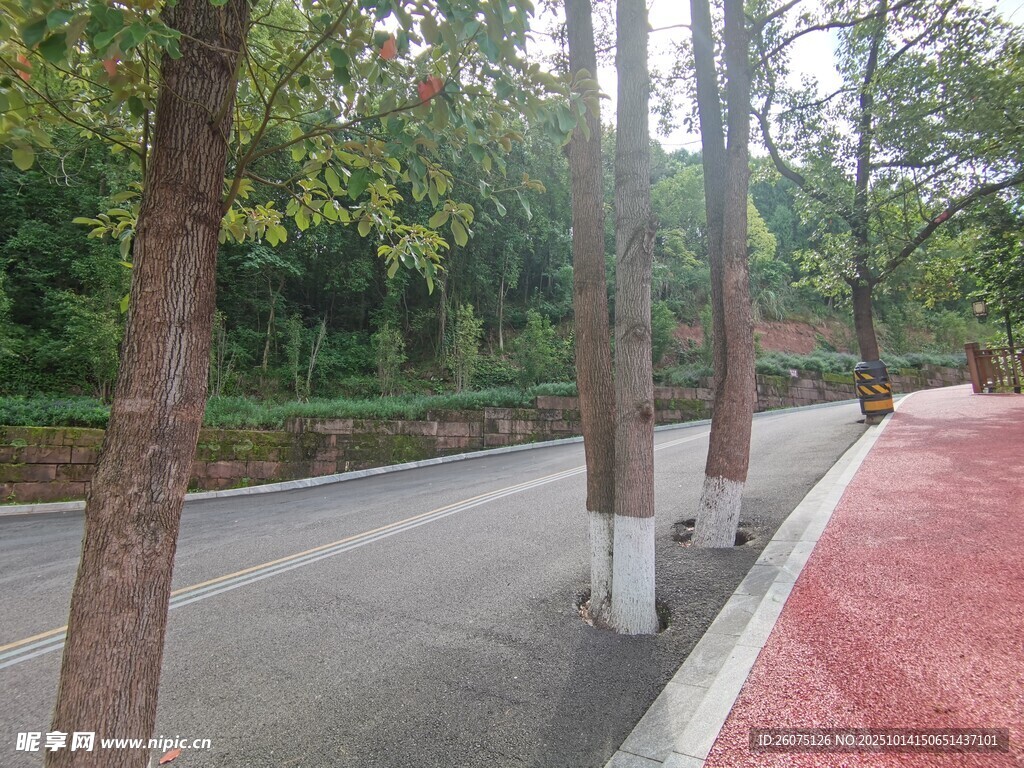 林荫下的城市道路景观