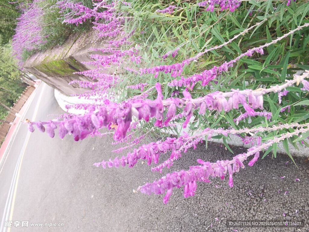 路边绽放的紫穗花