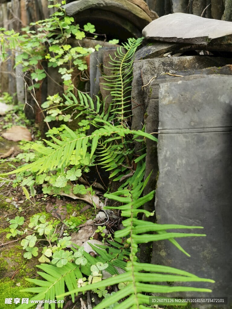 墙角绿植景观