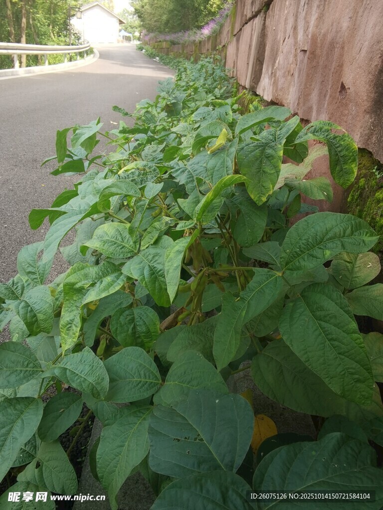 墙边茂盛的绿色植物