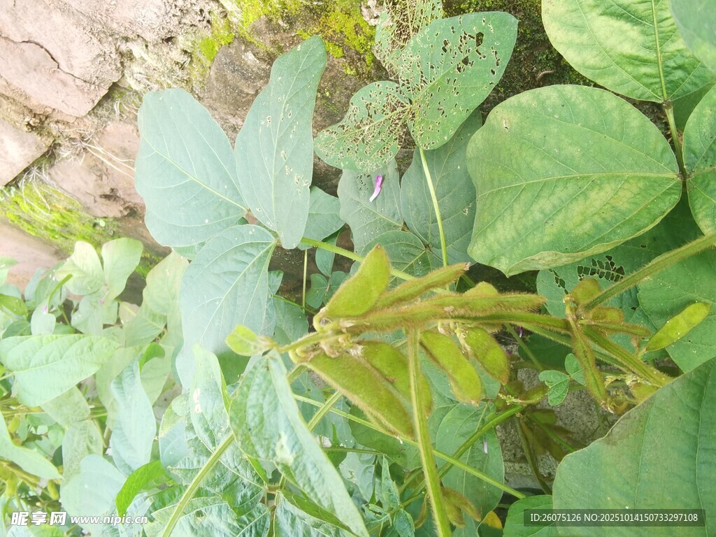 绿叶间的豆荚