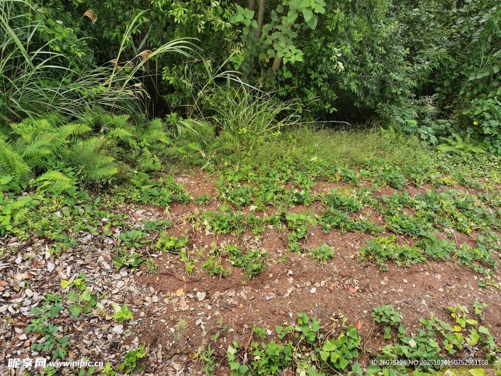 林间空地的绿色植物景观