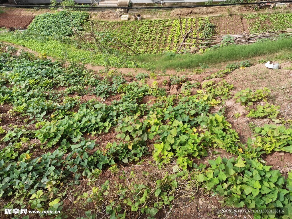 田园蔬菜种植景象