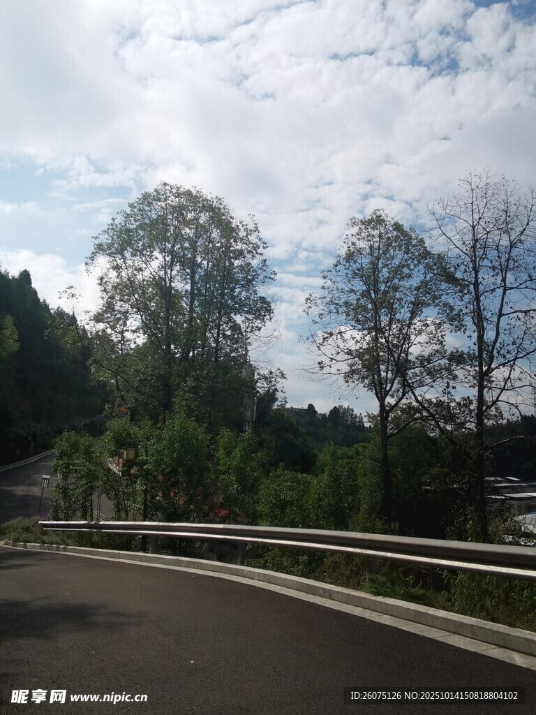 蜿蜒公路旁的葱郁树林