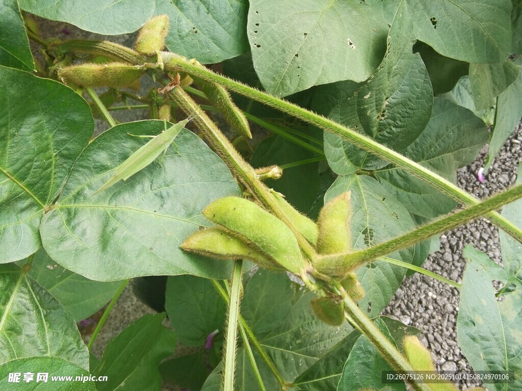 豆角藤蔓上的鲜嫩豆角