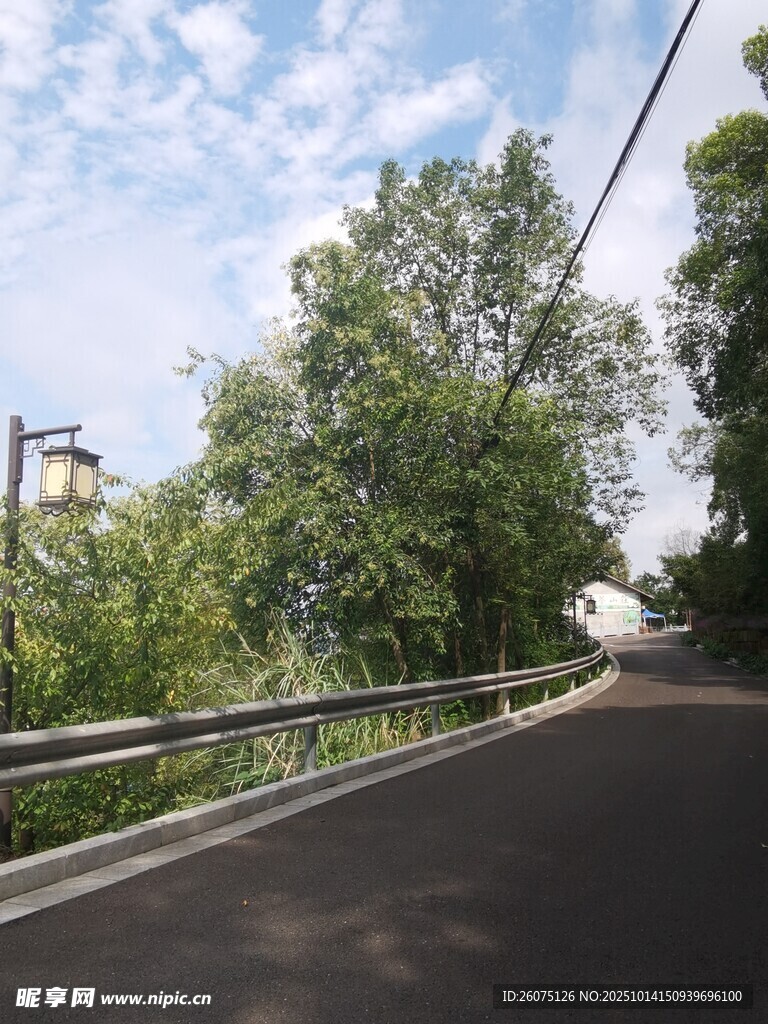 乡村公路旁的葱郁绿树