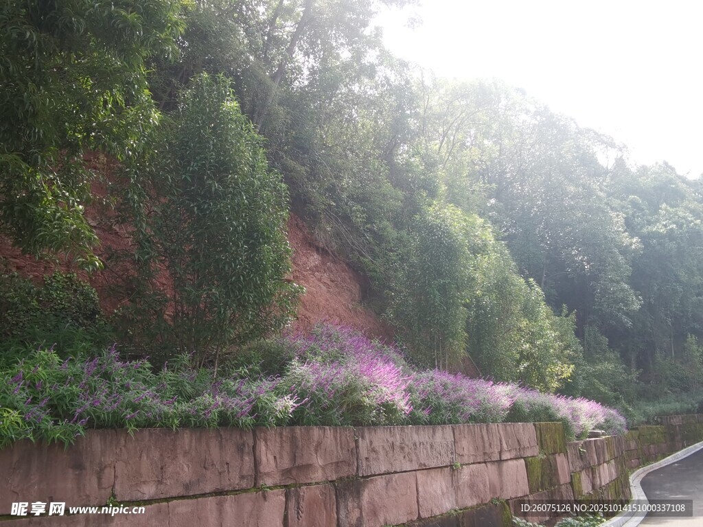 路边绿植花卉景观
