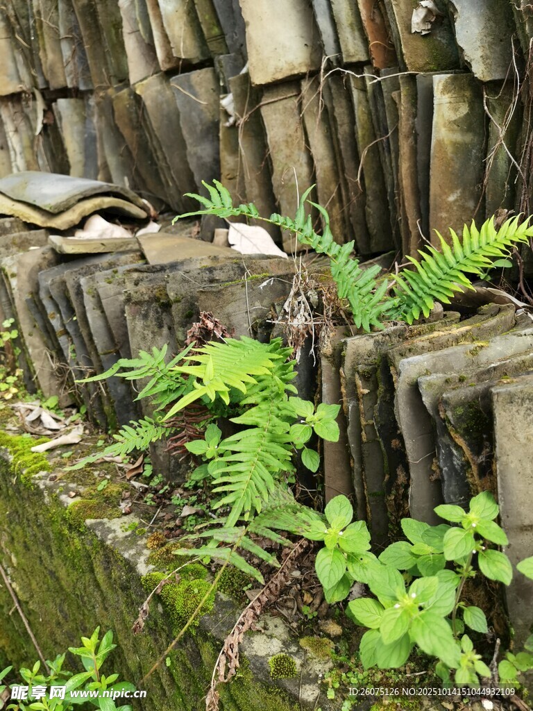 堆叠瓦片与翠绿蕨类植物