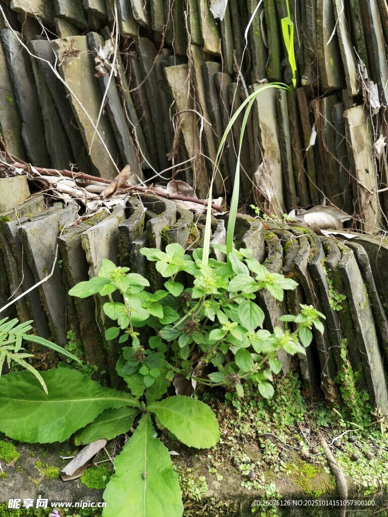 堆叠瓦片间的生机绿植